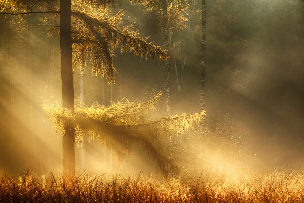 Misty Golden Forest Light by Maurice Mies — canvas wall art