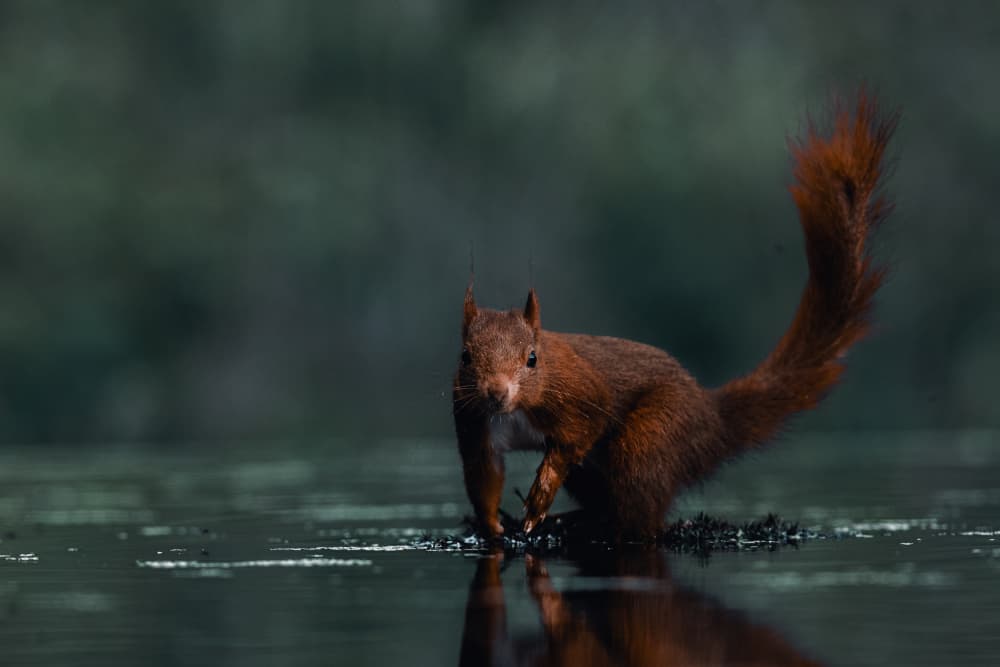 Red Squirrel Reflection by Gert J ter Horst — canvas wall art