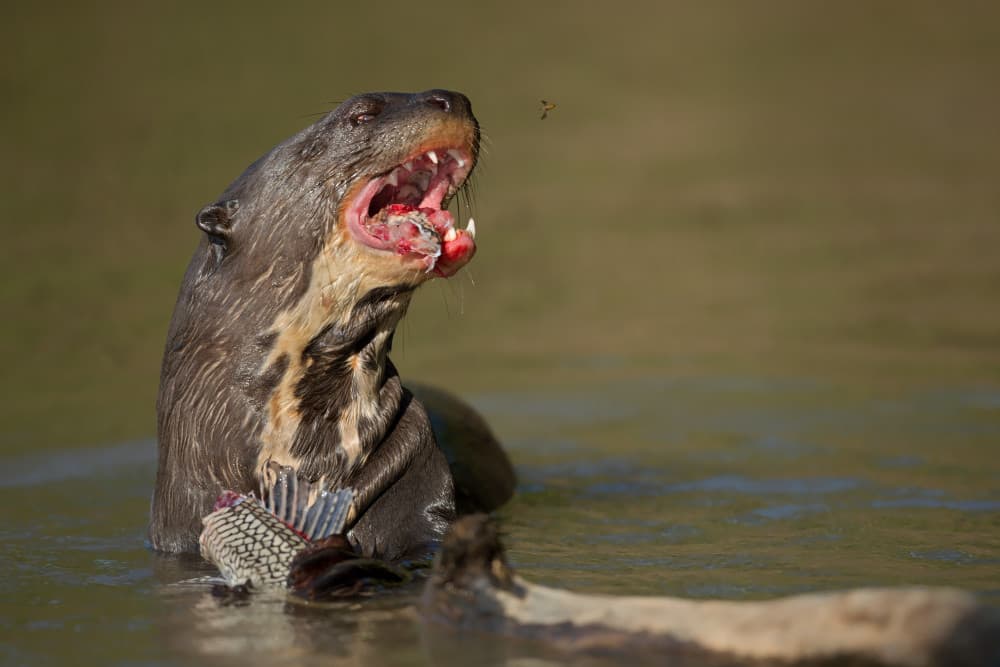 Giant Otter's Feast by Marco Pozzi — canvas wall art