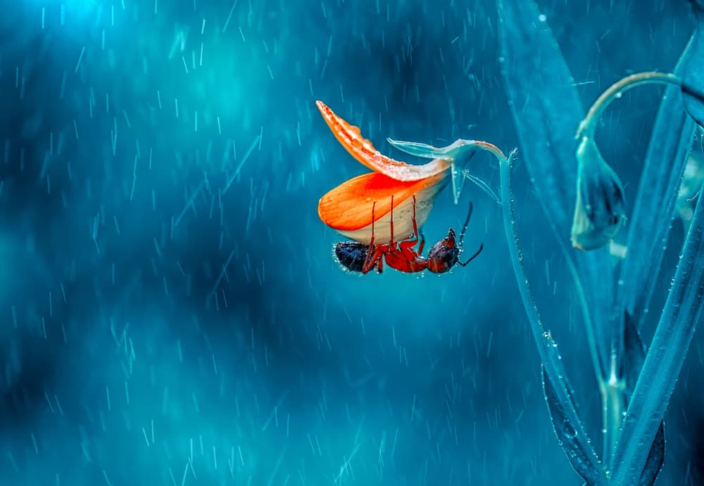 Red Ant Orange Flower by Mustafa öztürk — canvas wall art