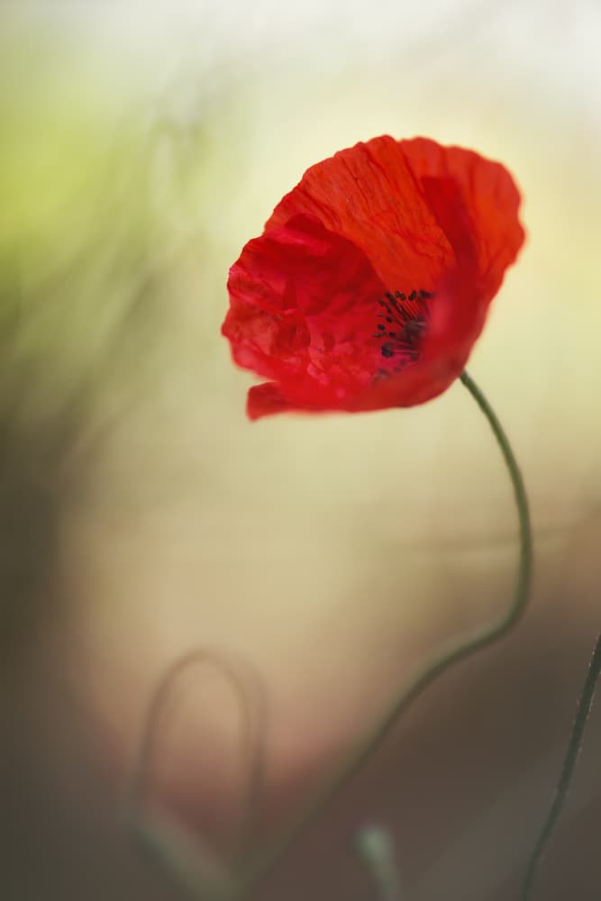Vibrant Red Poppy by Keren Or — canvas wall art