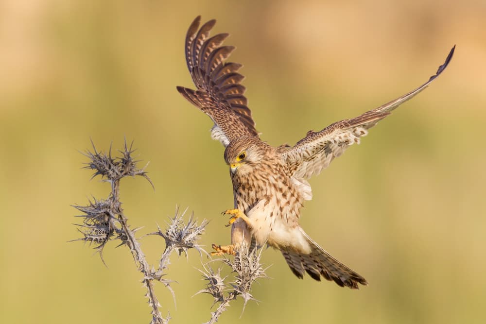 Wild Kestrel Landing by David Manusevich — canvas wall art