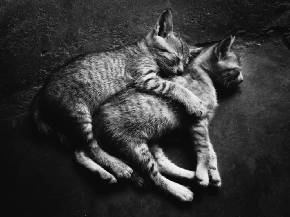 Sleeping Cuddly Kittens by Kahar Lagaa — canvas wall art