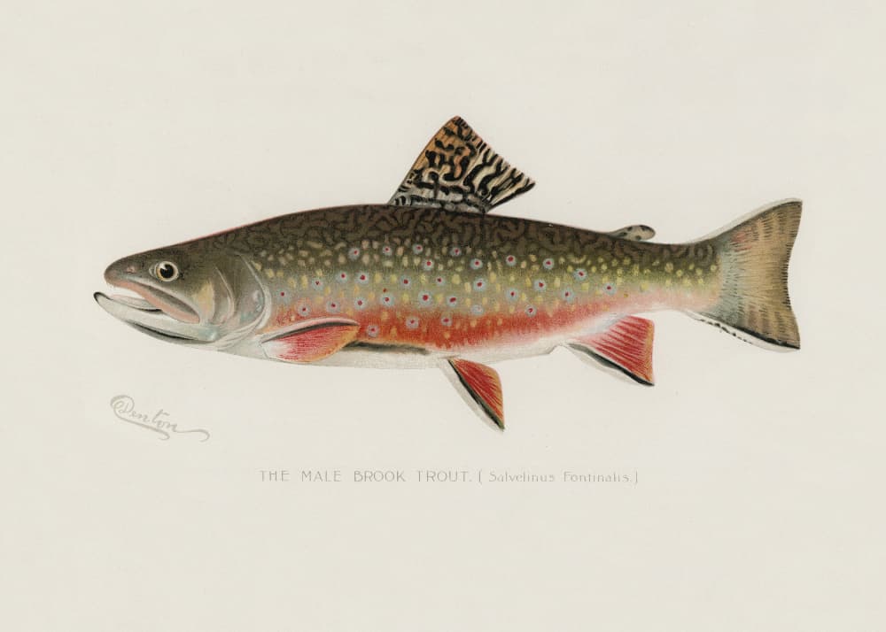 Male Brook Trout by Sherman F. Denton — canvas wall art