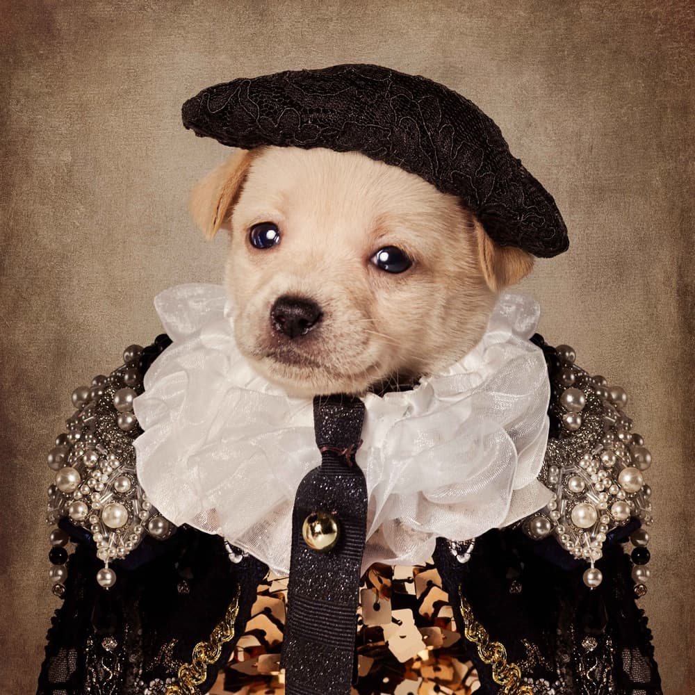 Regal Puppy Portrait by Tammy Swarek — canvas wall art