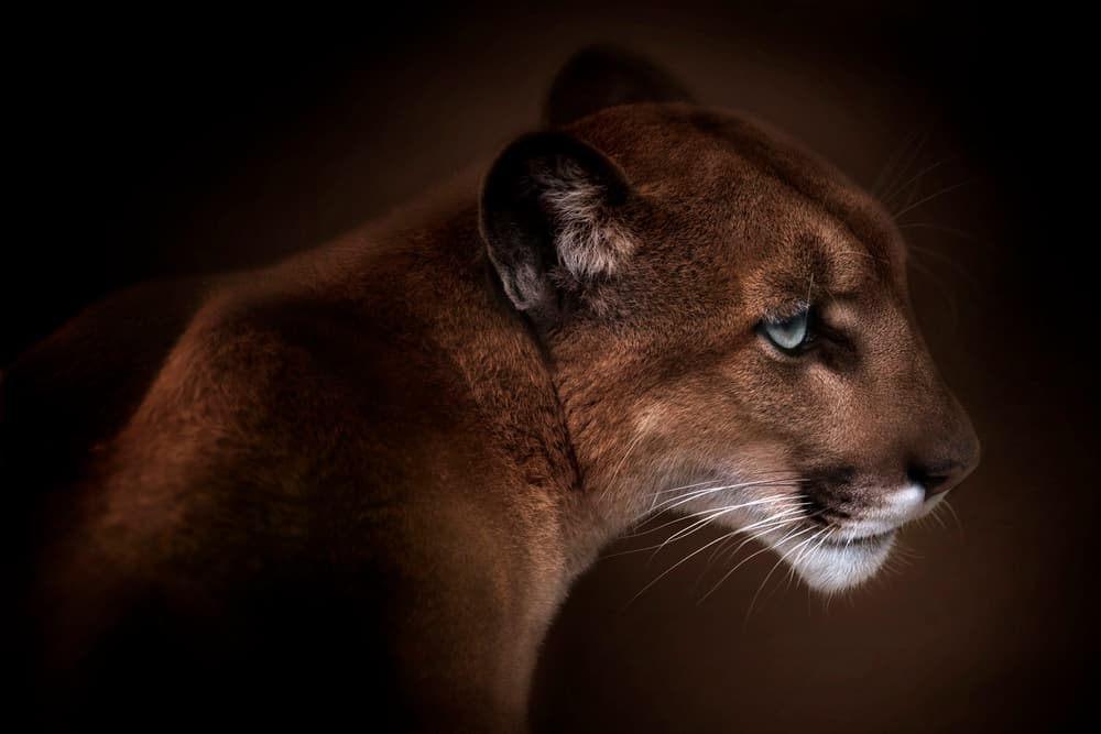 Wild Cougar Gaze by Doris Reindl — canvas wall art