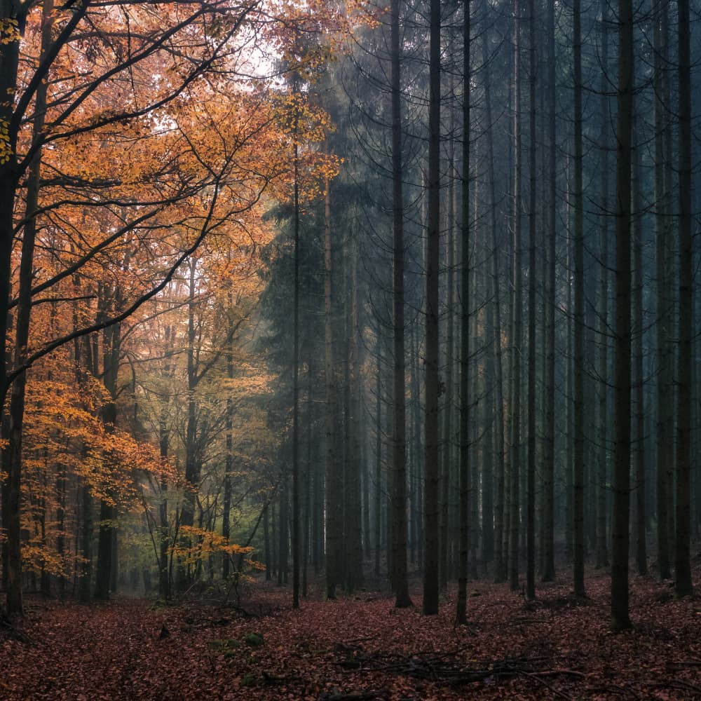 Autumn Forest Contrast by KajaG — canvas wall art