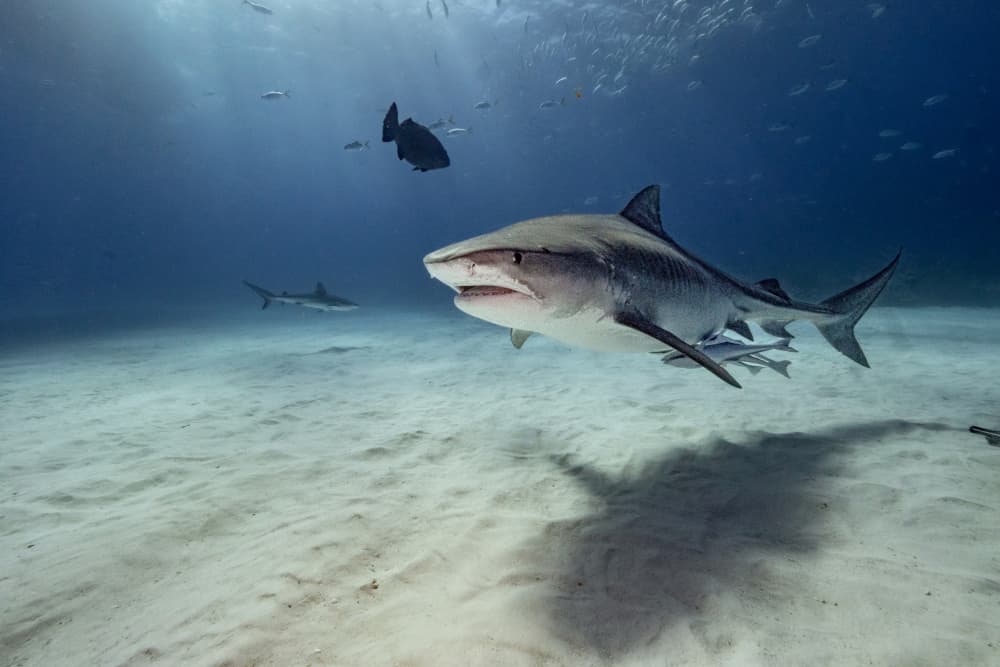Ocean Tiger Shark by Serge Melesan — canvas wall art