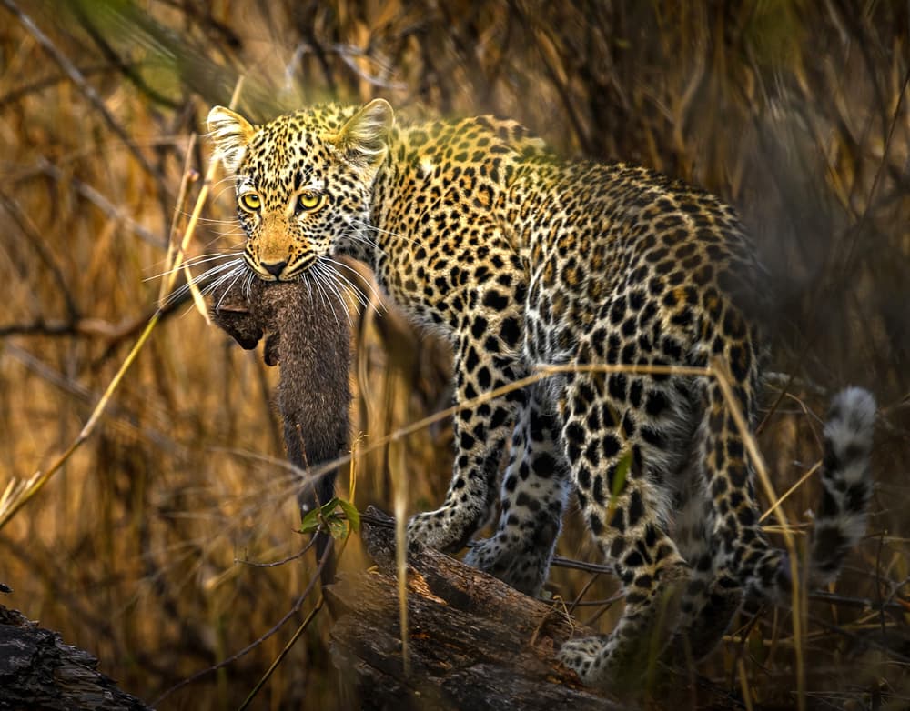 Leopard Cub With Prey by Hung Tsui — canvas wall art