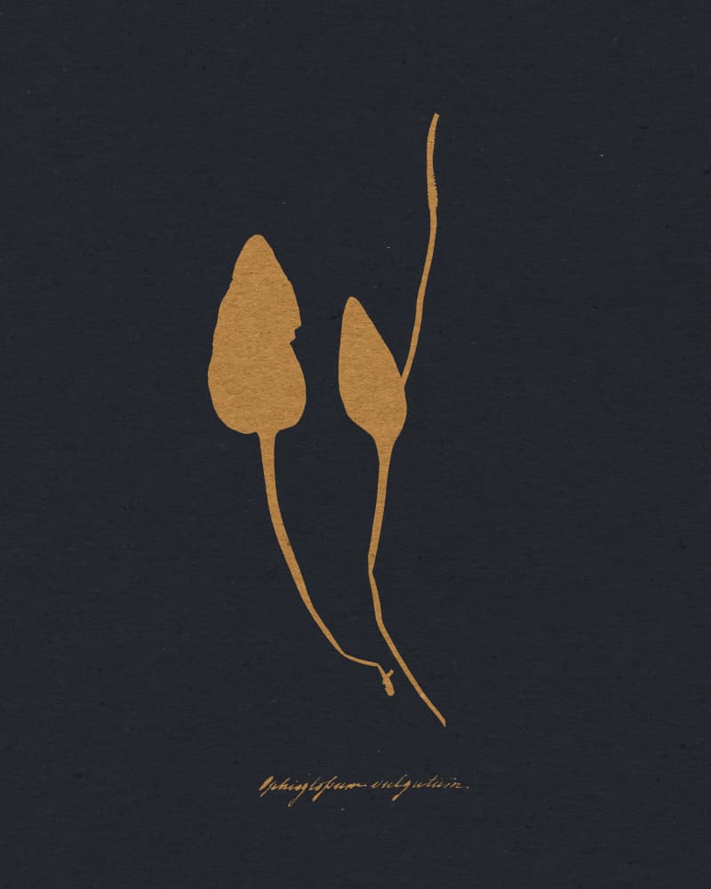 Golden Botanical Study by Wild Violets — canvas wall art