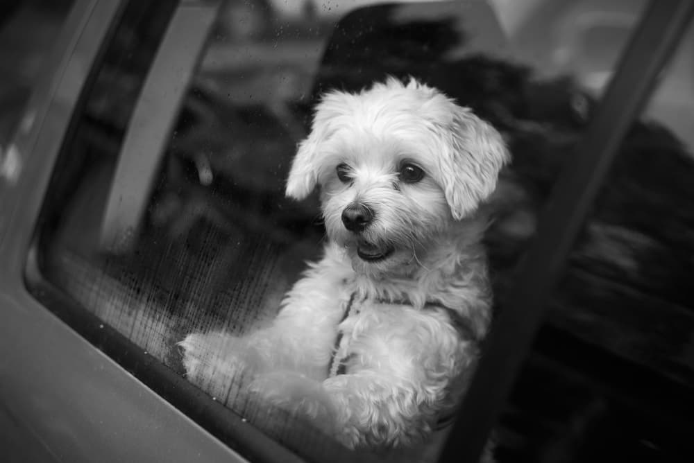 Curious Dog Car Window by Andrii Kazun — canvas wall art