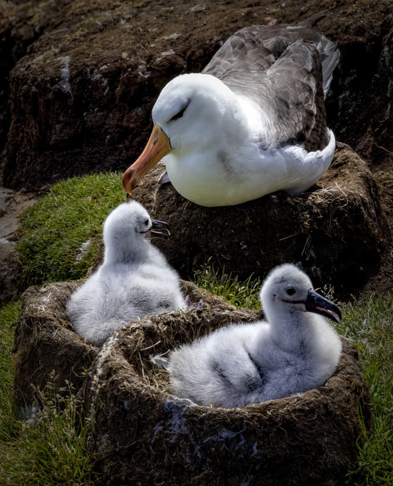 Nesting Albatross Family by Raimondo Restelli — canvas wall art