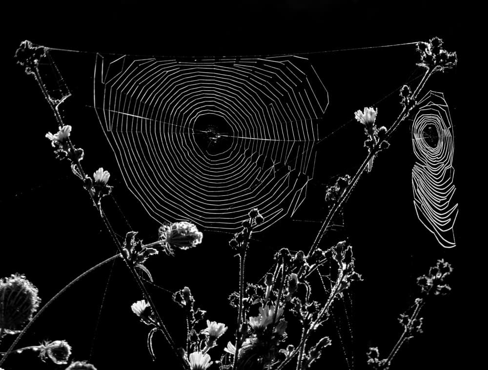 Delicate Spiderweb Morning by Ivan Lesica — canvas wall art