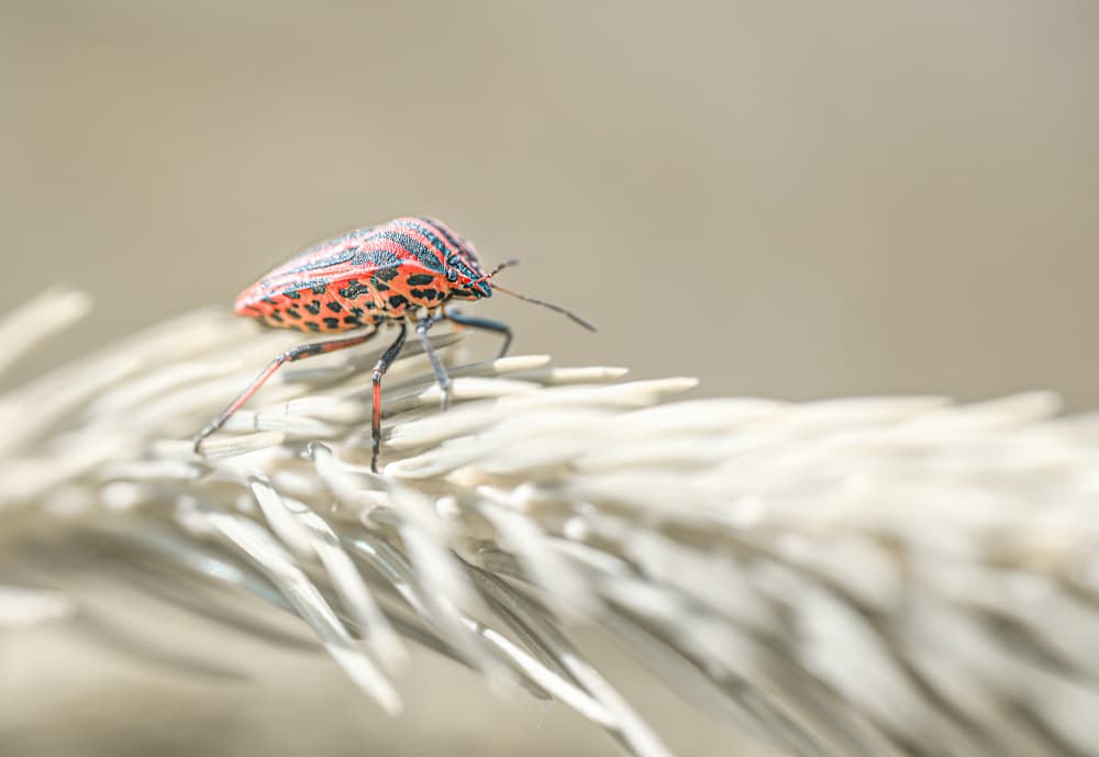 Striped Bug On Plant by Oana Vasileniuc — canvas wall art
