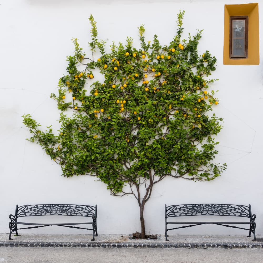 Lemon Tree Benches by Jean Vandijck — canvas wall art