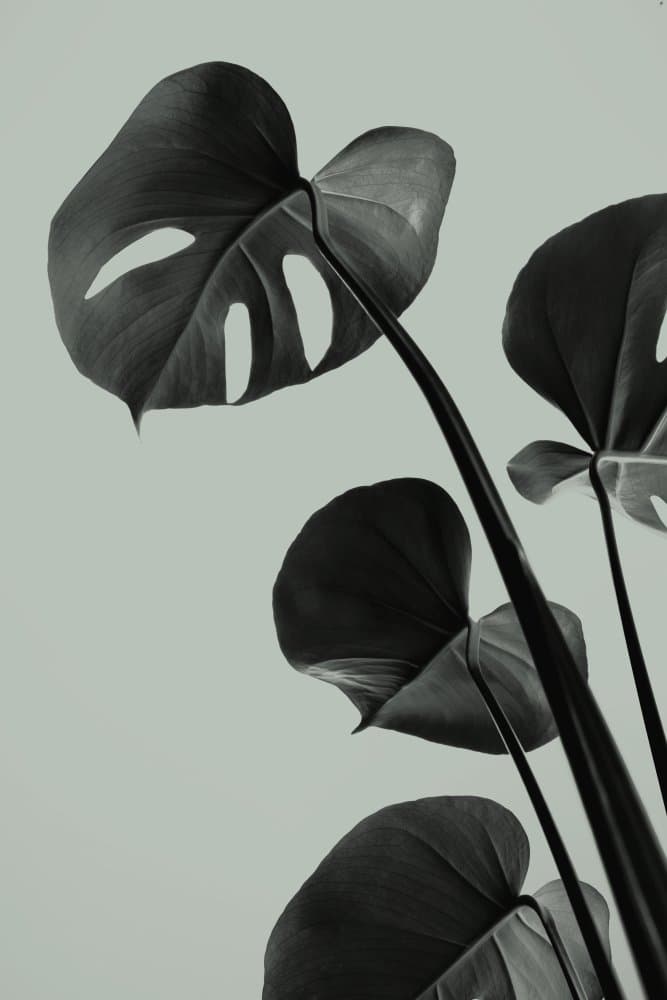 Elegant Monstera Leaves by Pictufy Studio III — canvas wall art