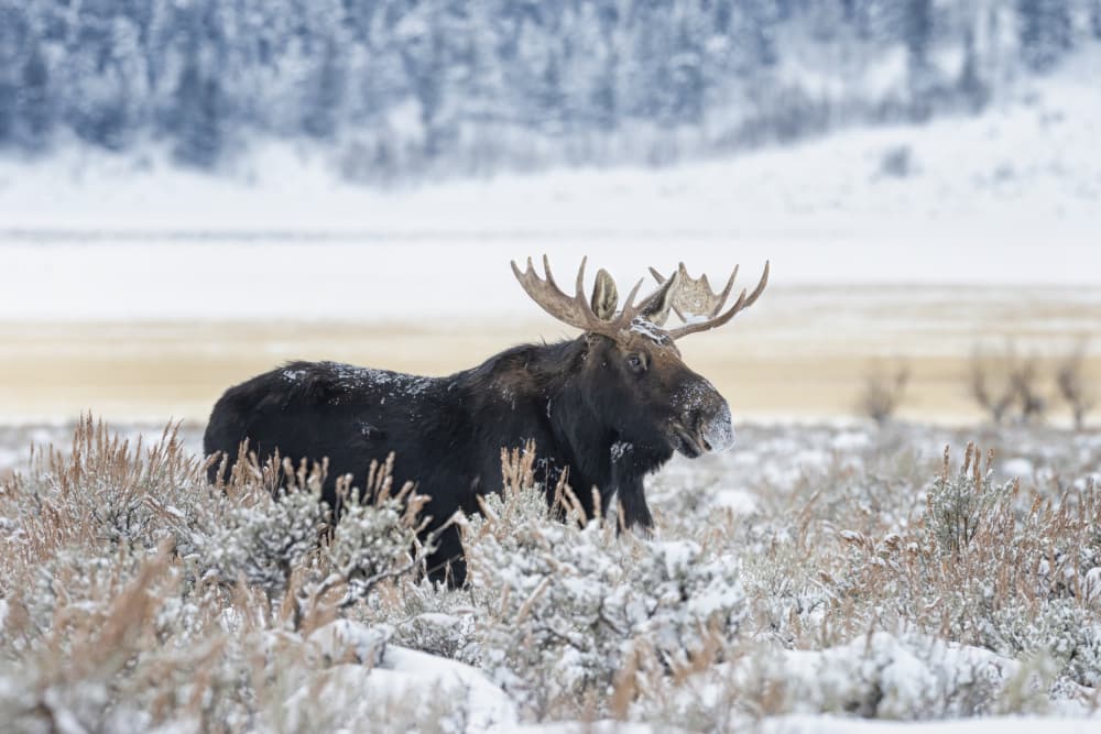 Majestic Winter Moose by Max Wang — canvas wall art