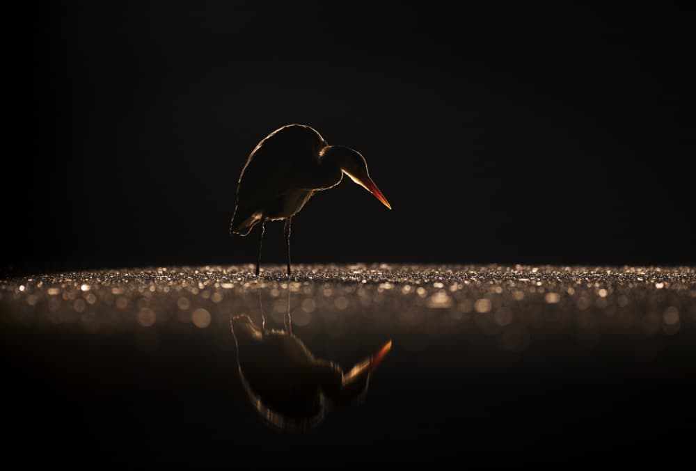 Ethereal Bird Reflection by Corry DeLaan — canvas wall art