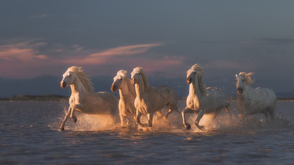 Wild White Horses Running by Rostovskiy Anton — canvas wall art