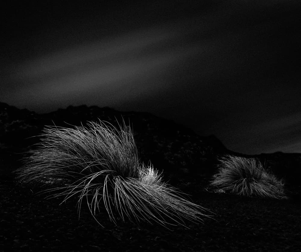 Minimalist Dark Grass by Paulo Medeiros — canvas wall art