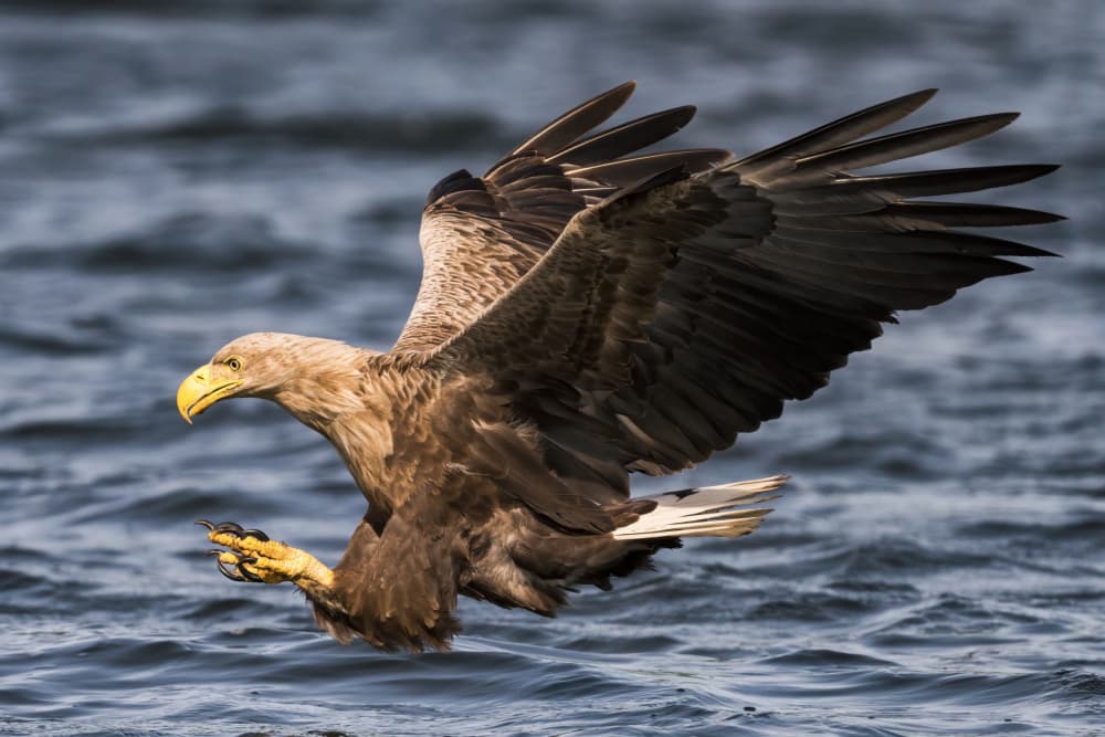 Eagle Hunting Over Water by Piotr Wrobel — canvas wall art