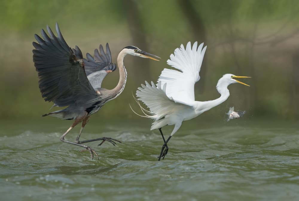 Egret Catches Fish by Alex Li — canvas wall art
