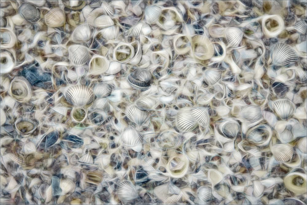 Coastal Seashells Texture by Gilbert Claes — canvas wall art