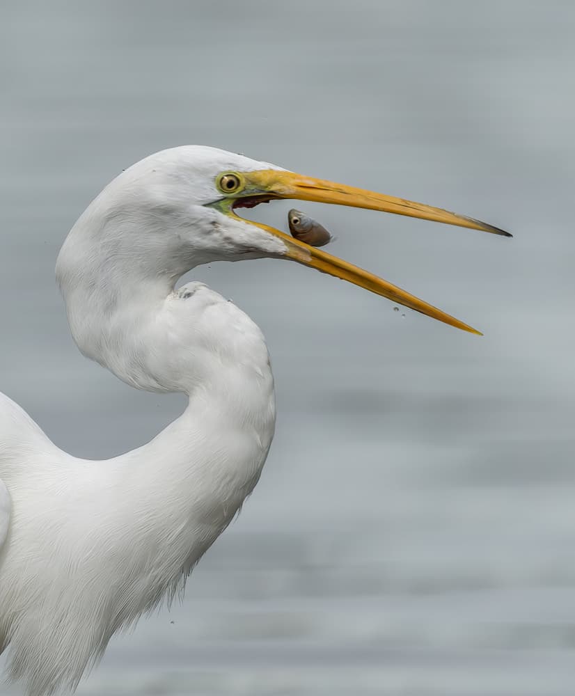 Egret Catches Fish by Judy Tseng — canvas wall art