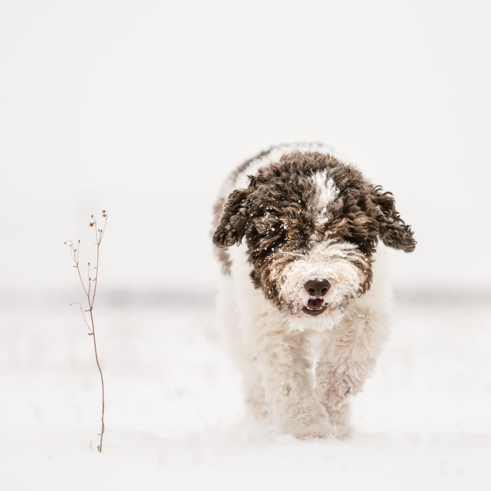 Happy Puppy Snow Day by Dmitry Razr — canvas wall art