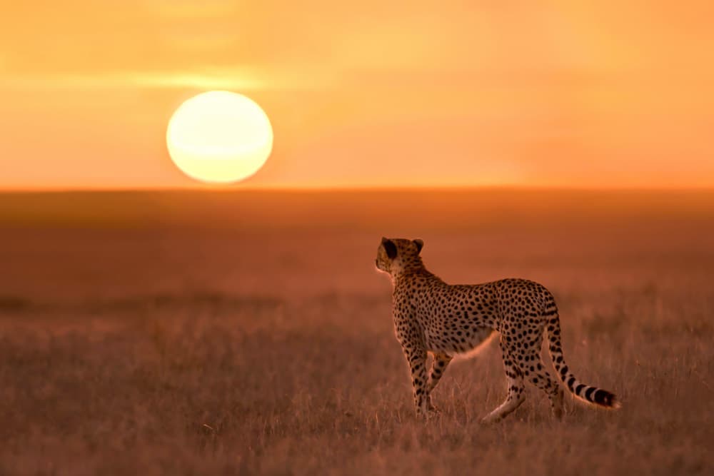 African Sunset Cheetah by Xavier Ortega — canvas wall art