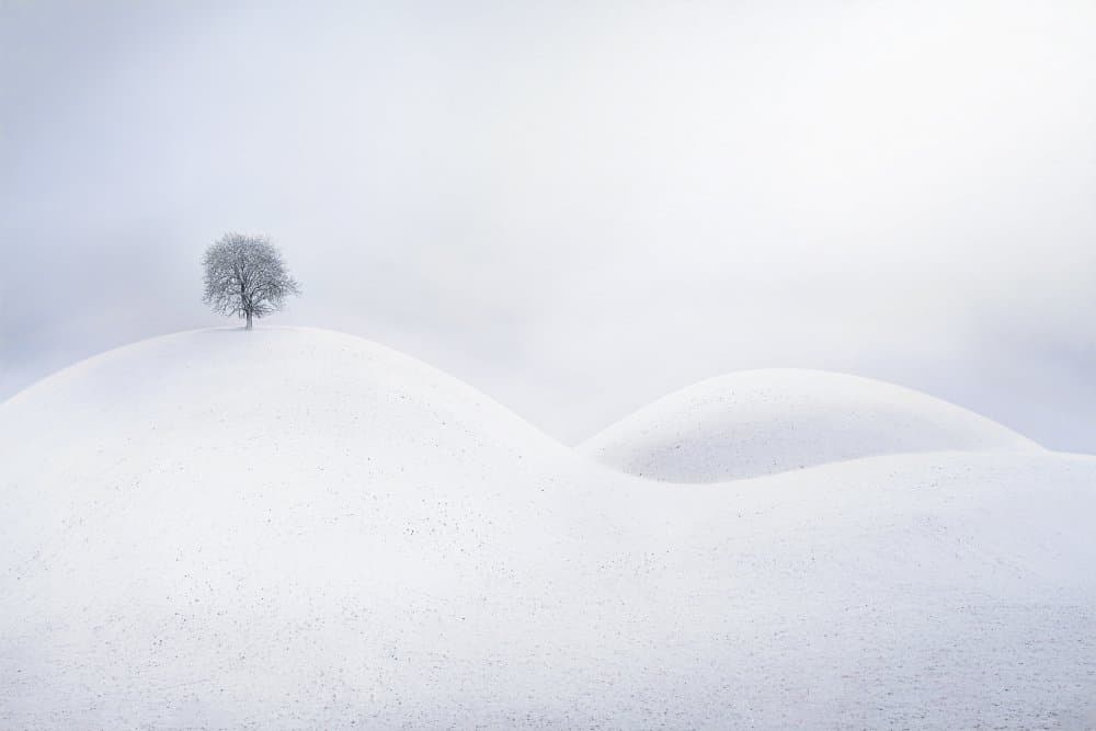 Solitary Winter Tree by Todor Tanev — canvas wall art