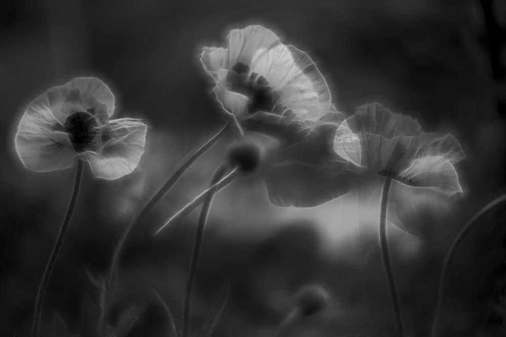 Ethereal Poppy Blooms by Katarina Holmström — canvas wall art