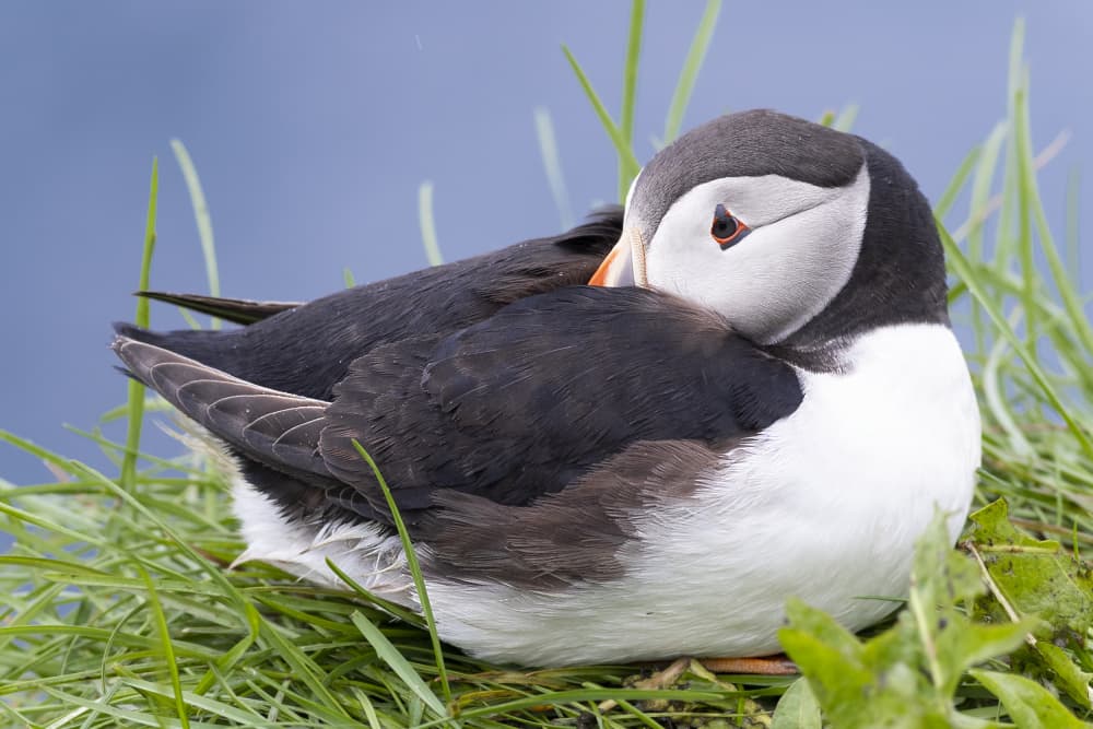 Peaceful Puffin by AYMAN KHRBAWE — canvas wall art