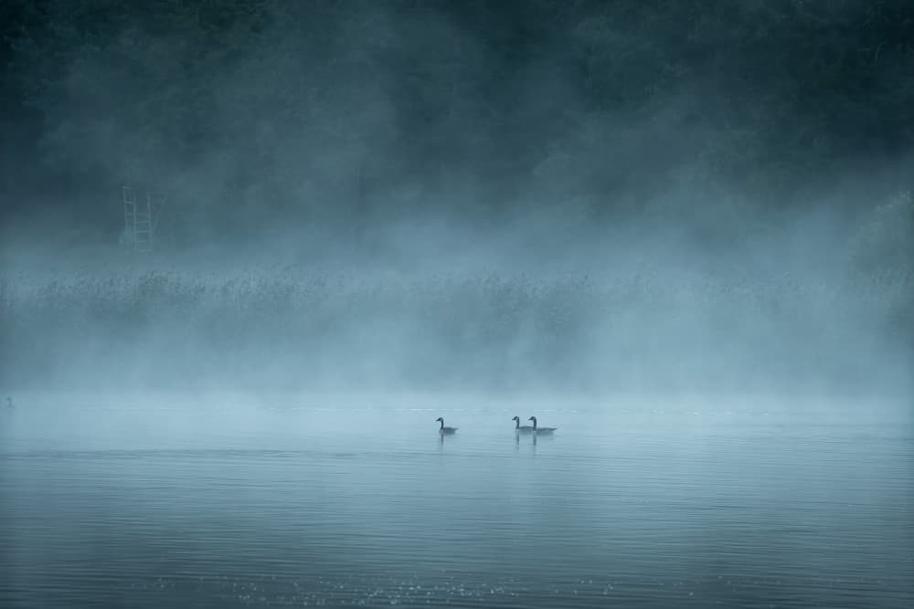 Misty Lake Geese by Christian Lindsten — canvas wall art