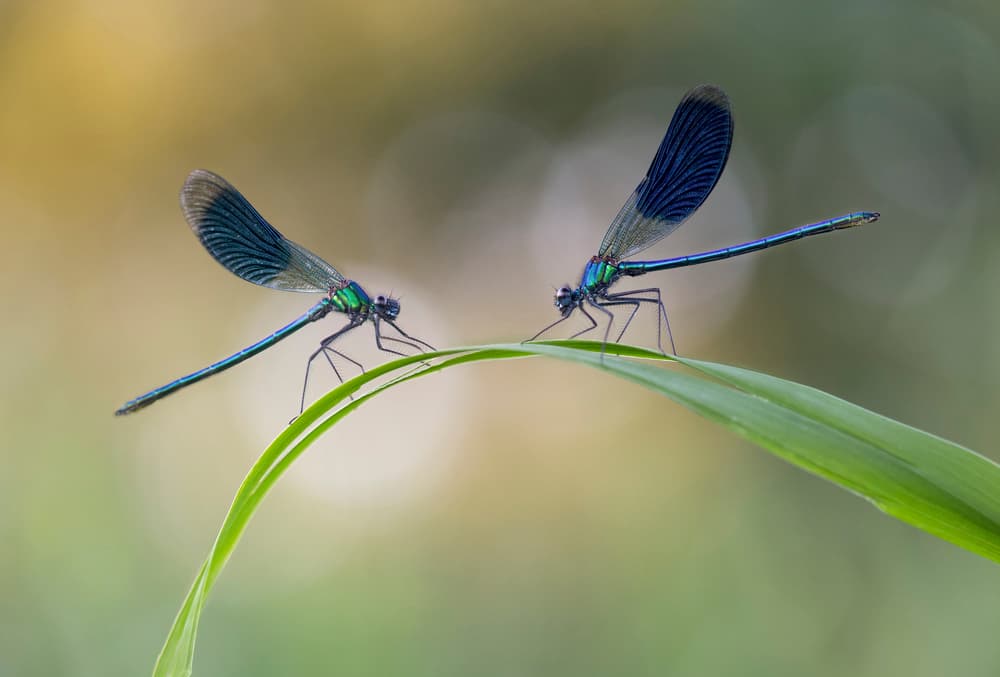 Damselfly Pair On Leaf by Roelof de Hoog — canvas wall art