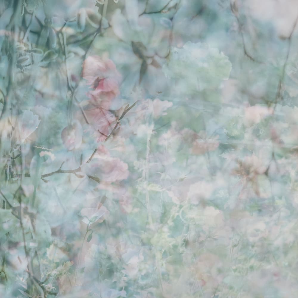 Dreamy Pink Blossoms by Pelin Atilla — canvas wall art