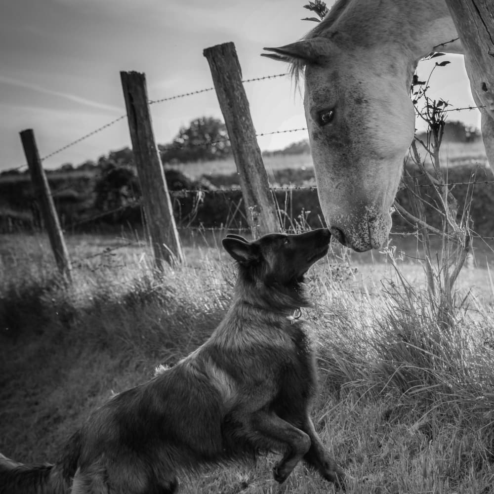 Dog and Horse Friendship by Christophe L — canvas wall art