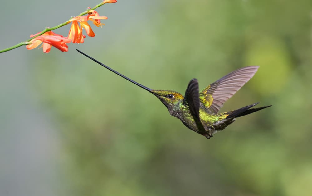Sword-billed Hummingbird Hovering by Tony Yu — canvas wall art