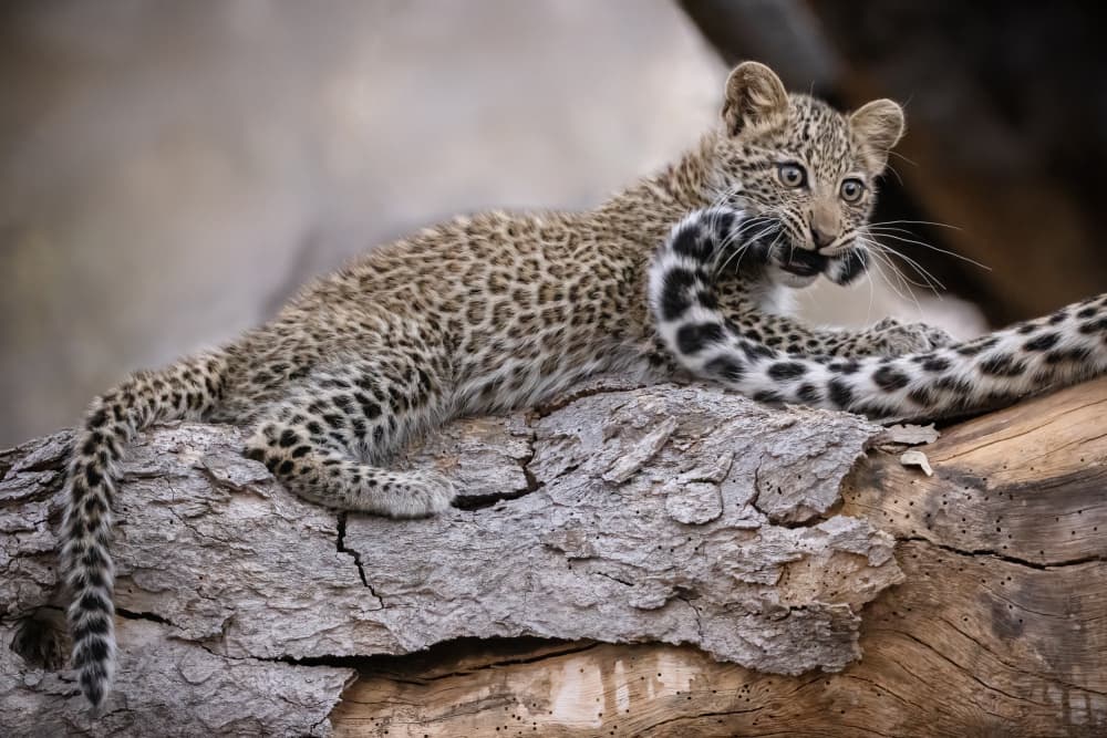 Playful Leopard Cub by Renee Doyle — canvas wall art