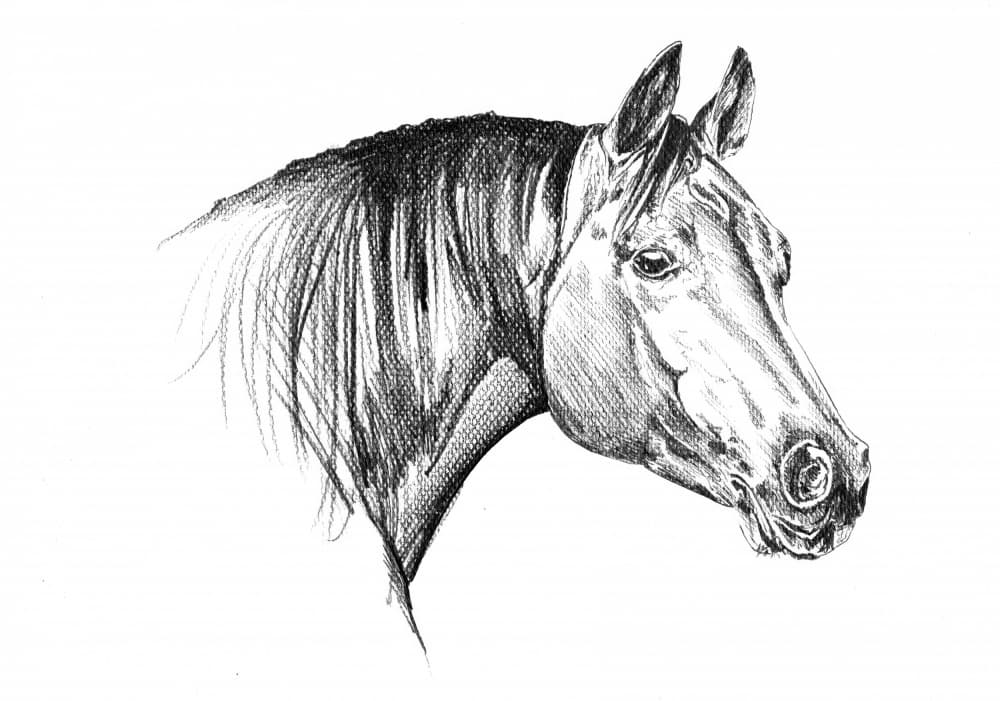 Elegant Horse Head by Kulik — canvas wall art