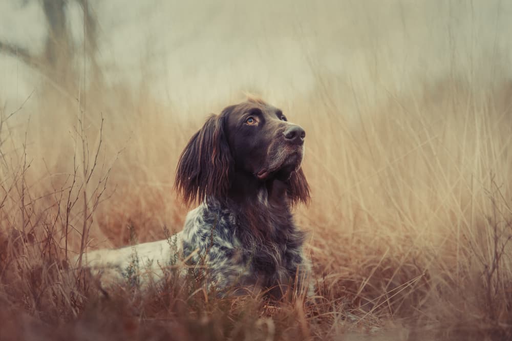 Brown Dog's Golden Gaze by Heike Willers — canvas wall art