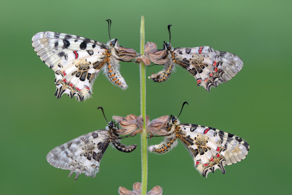 Four Delicate Butterflies by Mustafa öztürk — canvas wall art