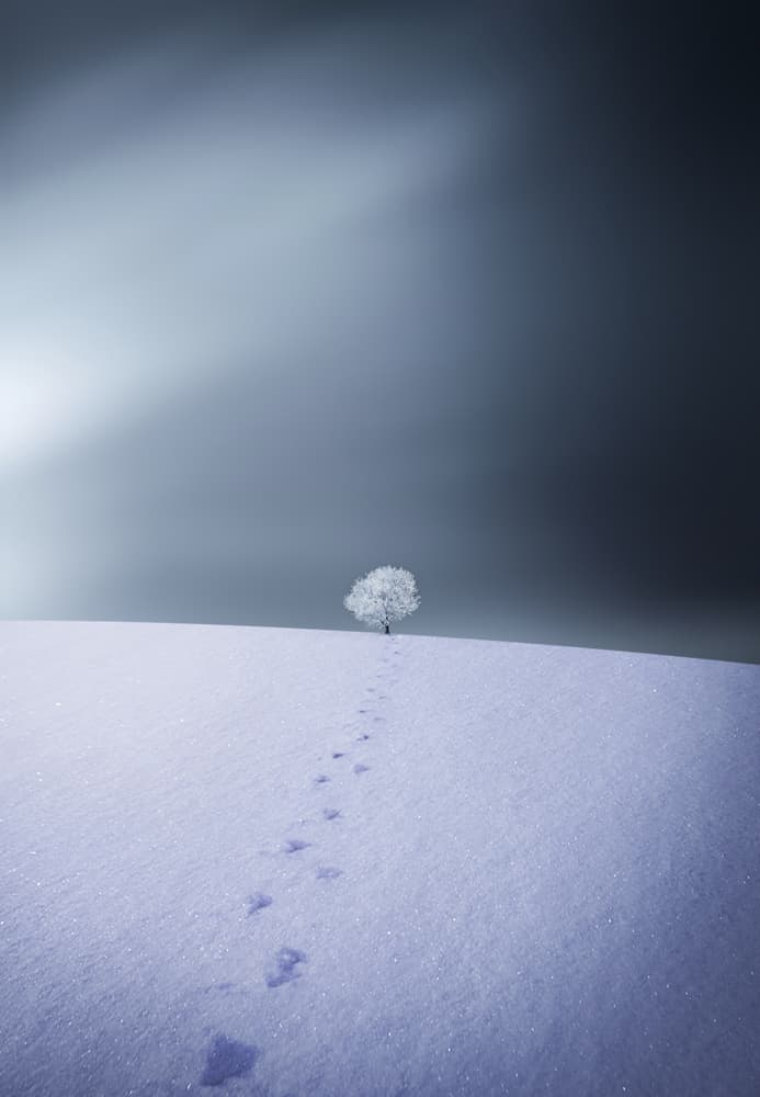 Footprints To Lone Tree by Bess Hamiti — canvas wall art
