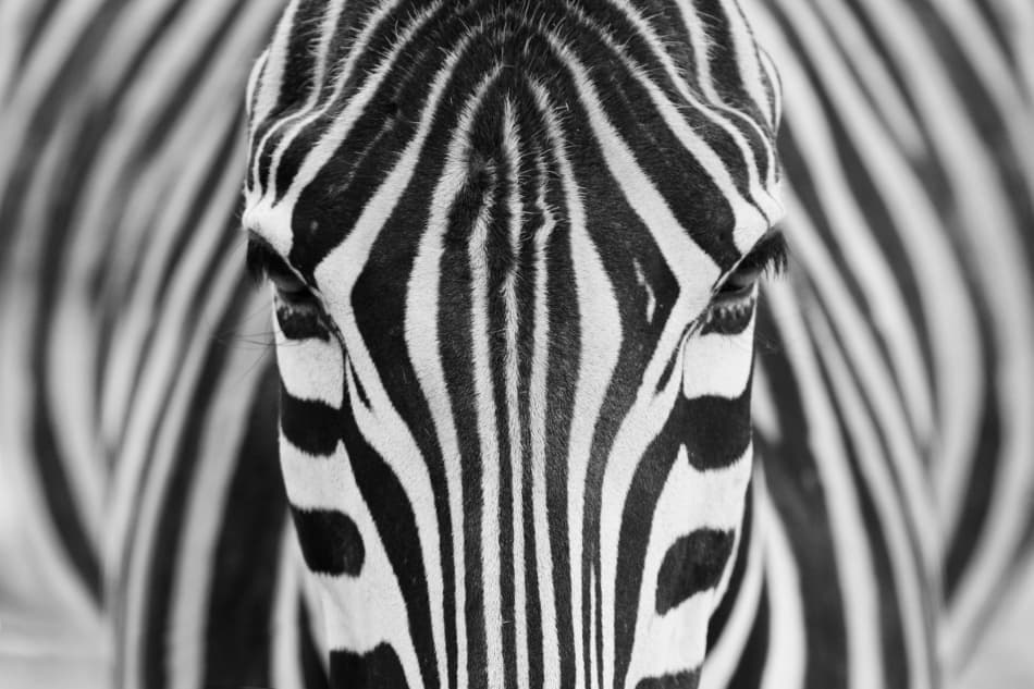 Intense Zebra Eyes by Hesham Alhumaid — canvas wall art