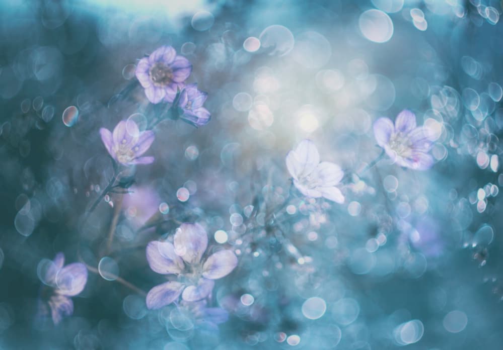 Dreamy Bokeh Flowers by Delphine Devos — canvas wall art