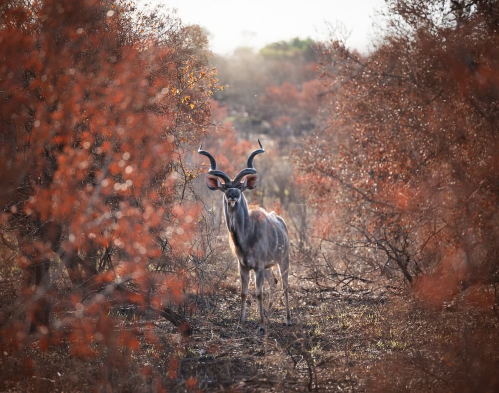 Majestic African Kudu by Celine Weerink — canvas wall art