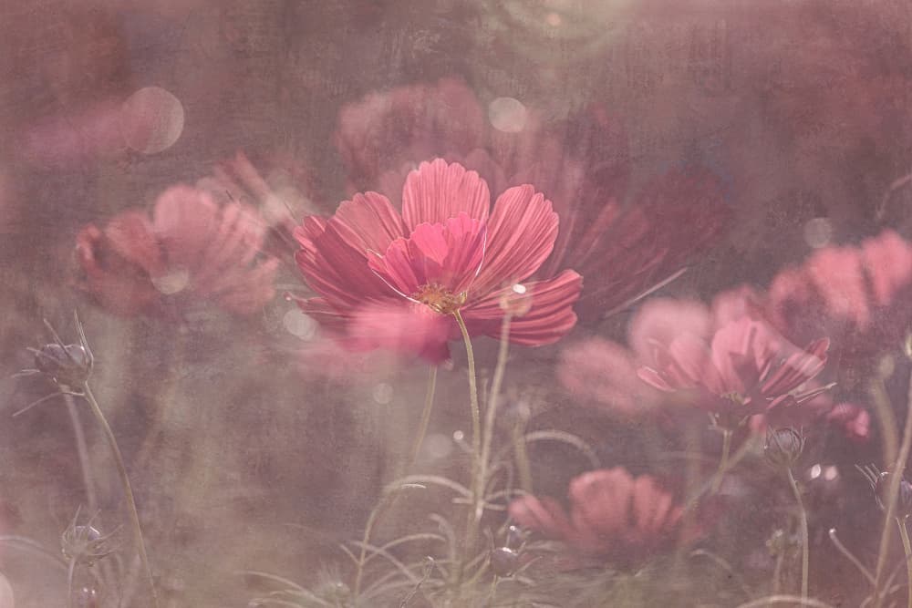 Dreamy Pink Cosmos by Molly Fu APA — canvas wall art