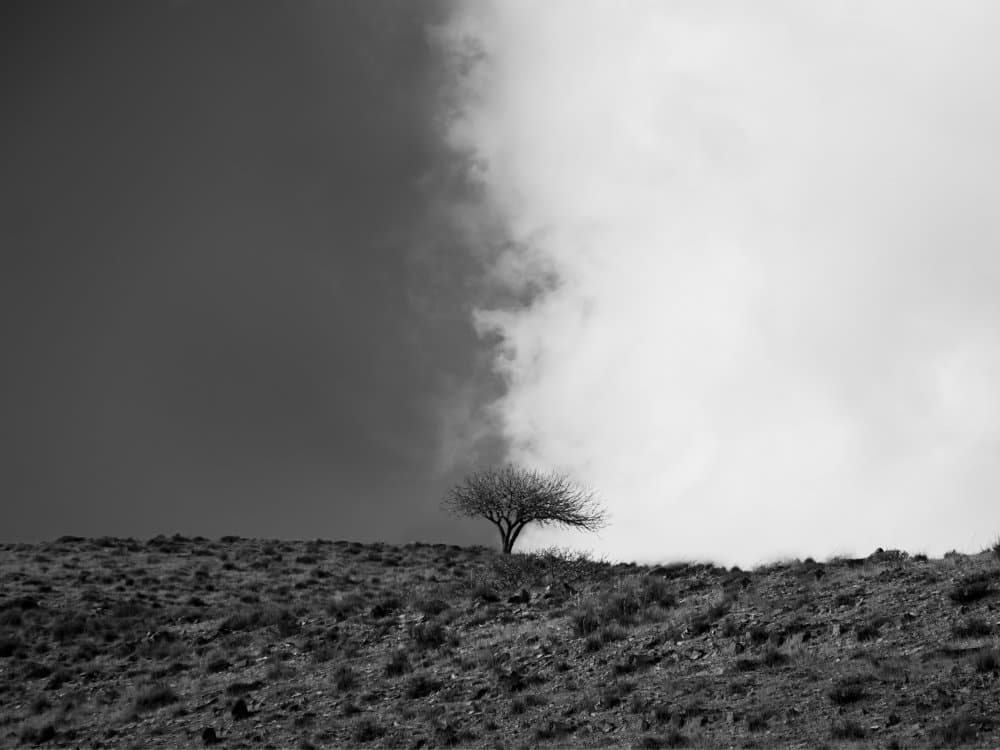 Solitary Tree Sky Contrast by Saba Noori — canvas wall art