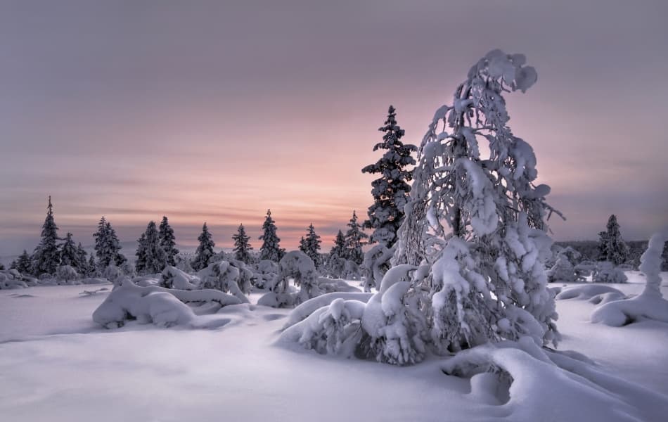 Pink Sky Winter Forest by Christian Schweiger — canvas wall art