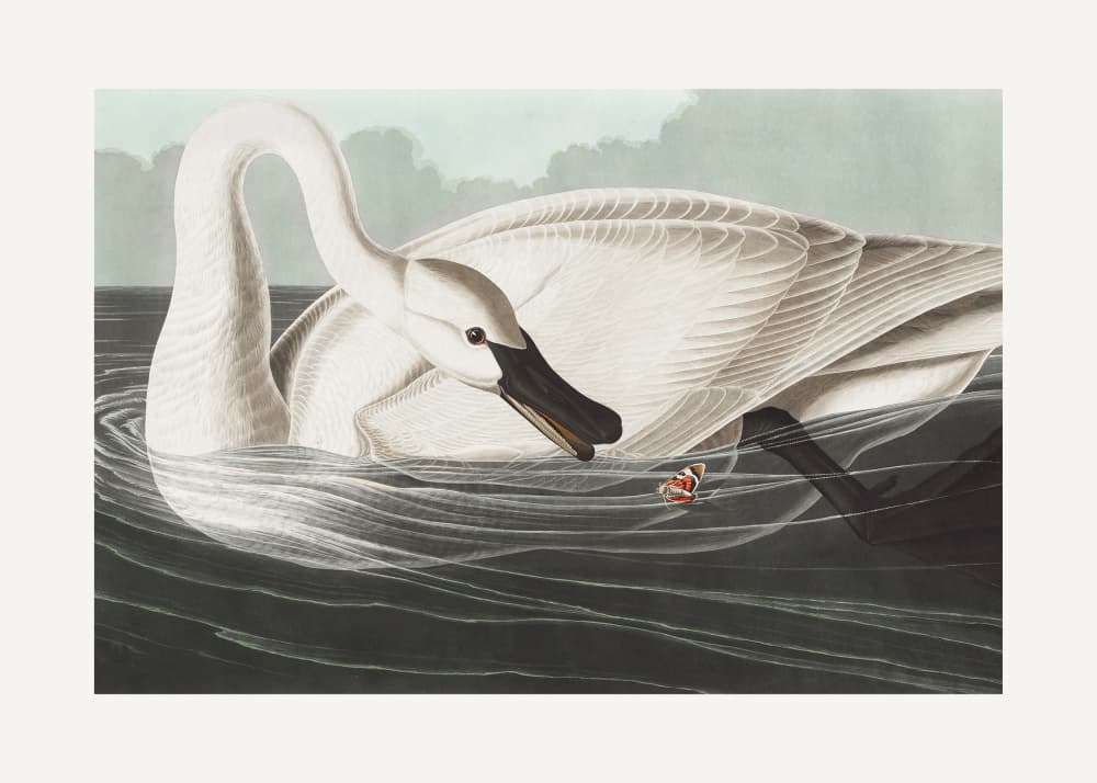 Trumpeter Swan From Birds of America (1827) by John James Audubon — canvas wall art